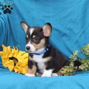 Pepper, Pembroke Welsh Corgi Puppy